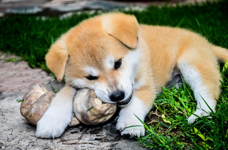 Jak zjistit, kde mají štěně akita inu na prodej