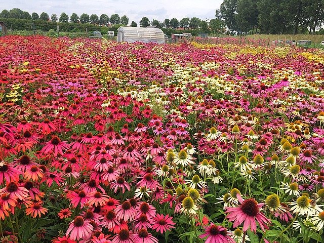 Echinacea – přírodní lék na imunitu